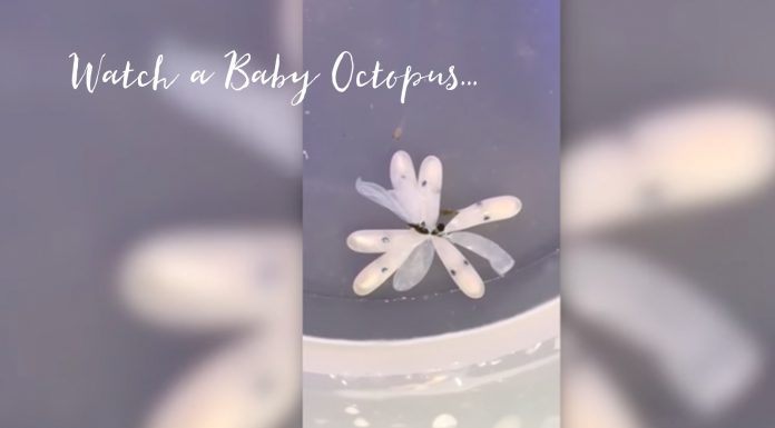 Watch A Baby Octopus