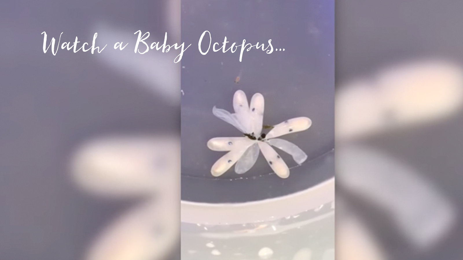 Watch A Baby Octopus