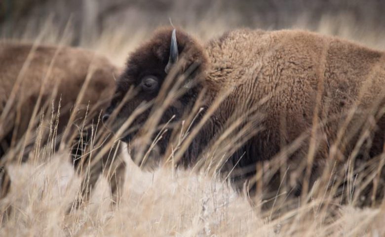 Nebraska-bison-0921-800x500