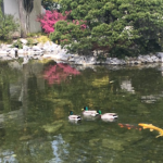 Koi and Ducks Lan Su Chinese Garden