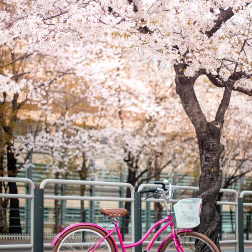 Cherry Blossoms adventuregirl.com