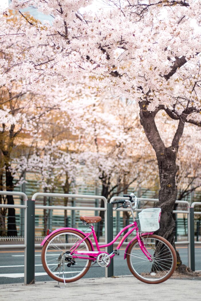 The Enchantment of Cherry Blossoms