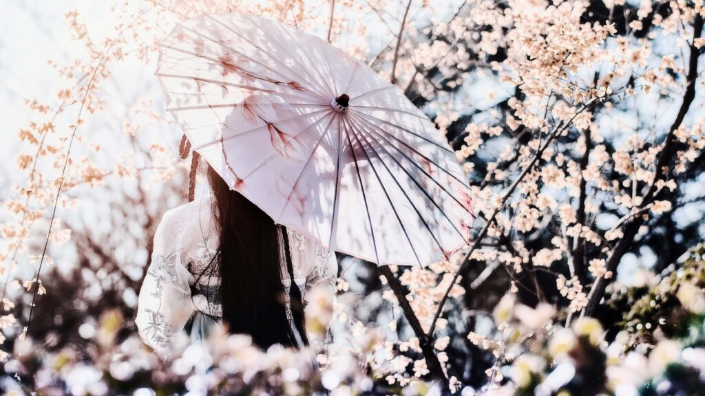 cherry blossoms adventuregirl.com