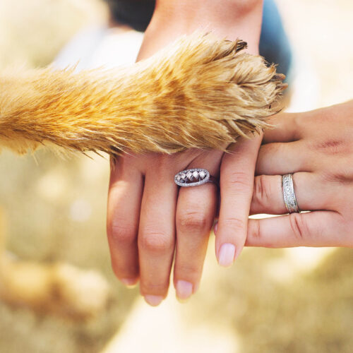 nuptials with your dog
