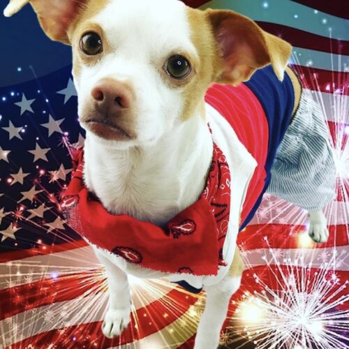 @BillhasLips Fireworks Independence Day Pet Safety Tips adventuregirl.com