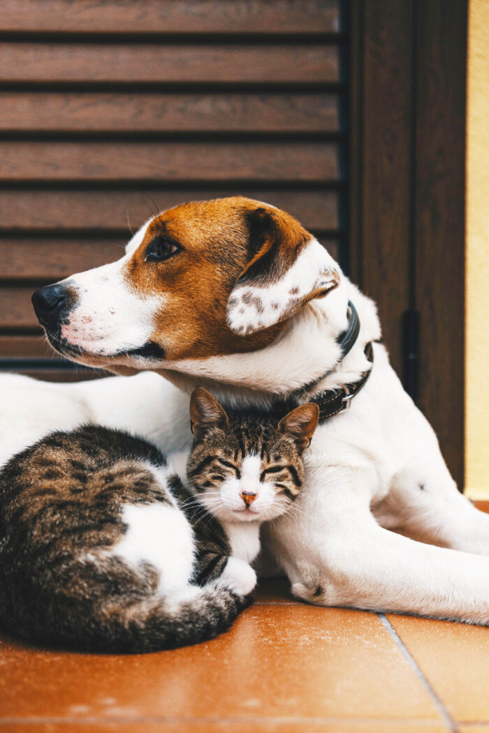 Protecting Your Pets: Precautions for Toxic Items for Cats and Dogs
