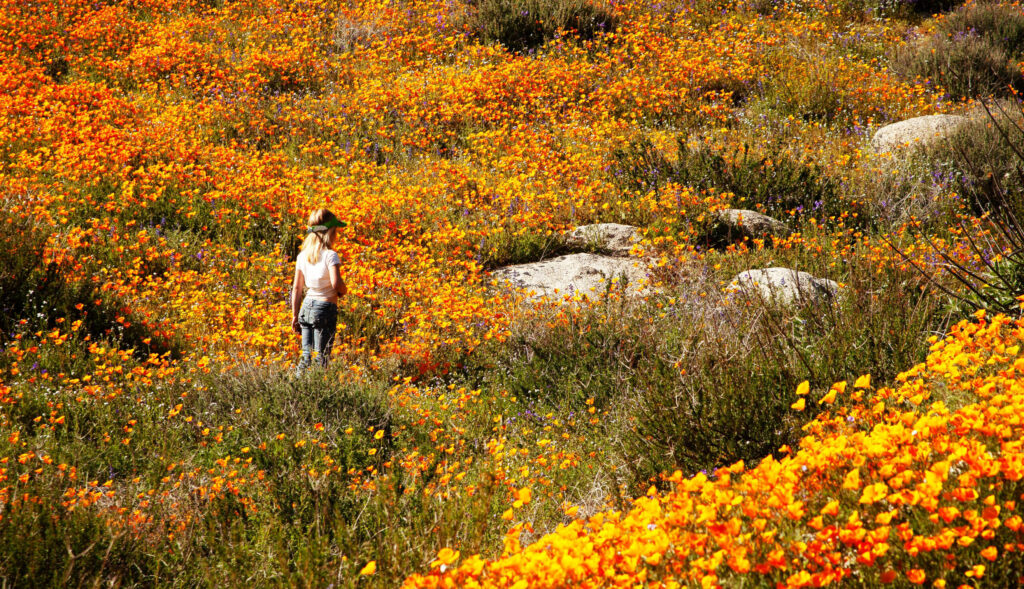 Where to see the California poppy
