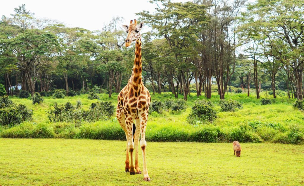 giraffe manor africa adventuregirl.com