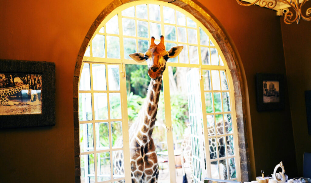 giraffes hotel adventuregirl.com
