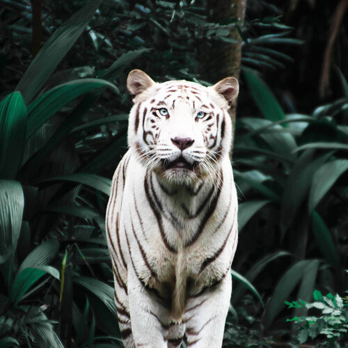 White tigers adventuregirl.com