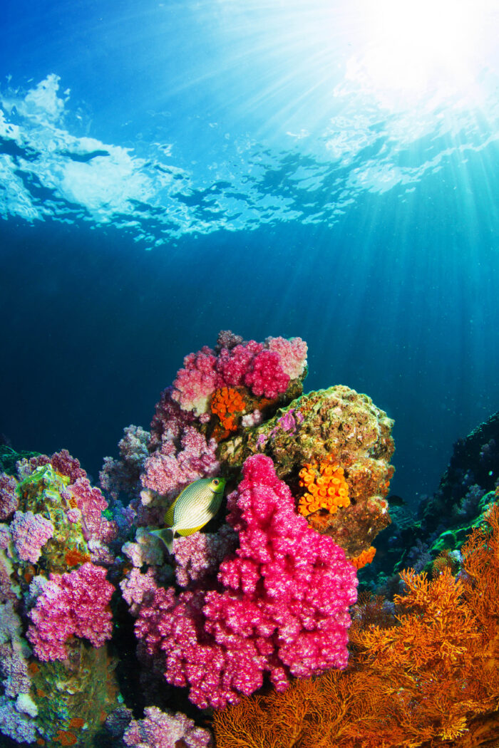 Explore the Hidden Treasures of the Deep Blue with Important Reef-tastic Info!