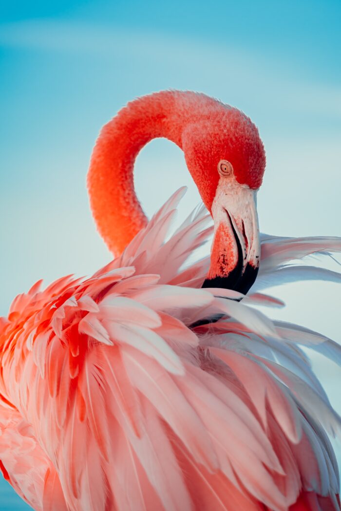 Flocking Fabulous: How to Flamingle with Flamingos and Have a Feather-Light Experience