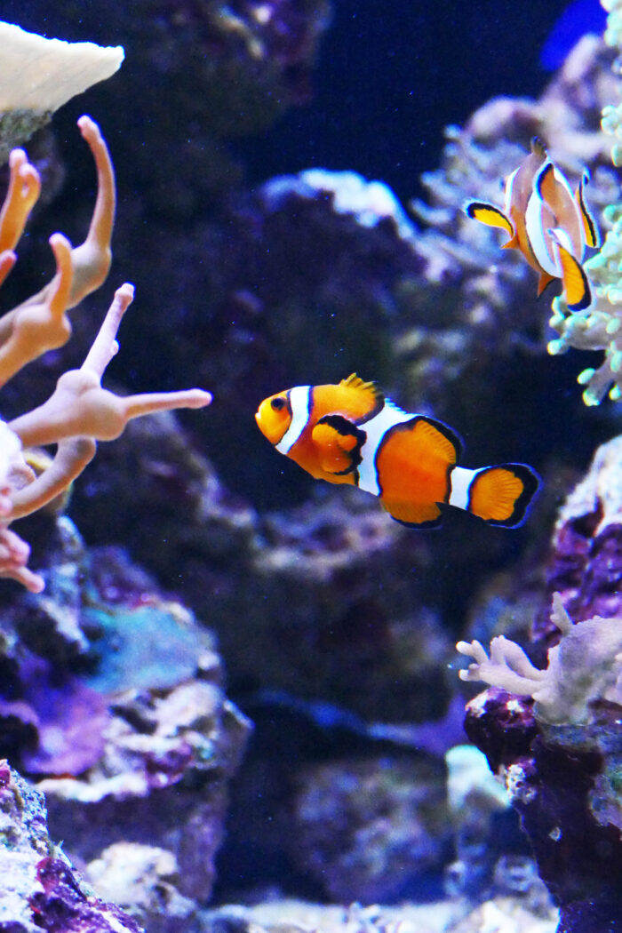 Fish Out of Water: 9 Tips For Finding a New Home for Your Finned Friends