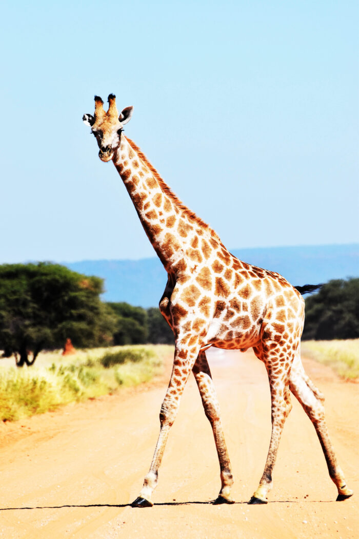 Roaming with the Wild: 8 Places to Safari in Africa and Spot the Big Five