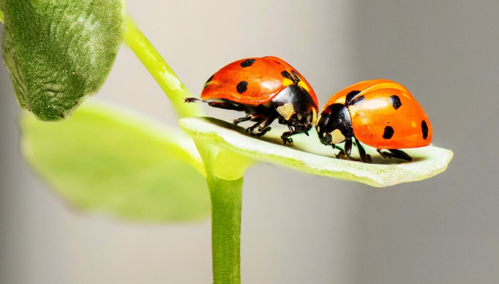 ladybugs by adventuregirl.com