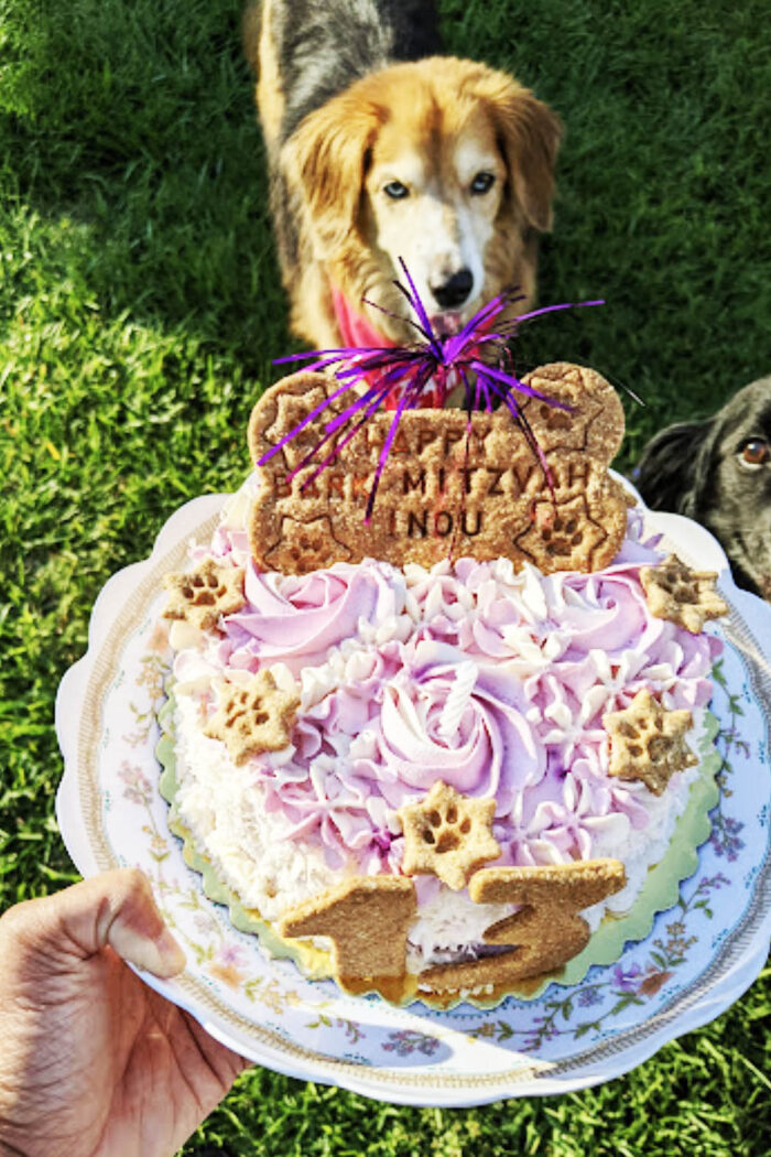Paw-ty Like a Pro: Your Ultimate Guide to a Dog’s Bark Mitzvah!