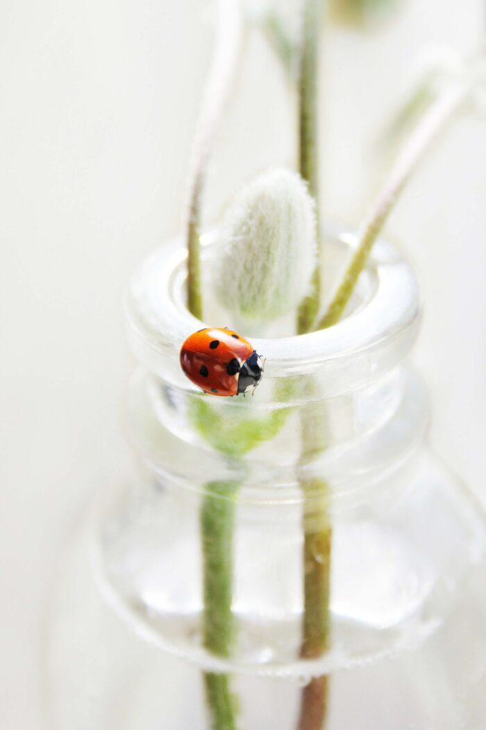 Lucky Ladybugs – More Than Just Adorable Spots and 2 Wings!