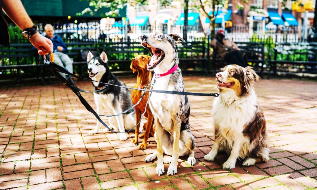 Pet friendly cities for dogs adventuregirl.com
