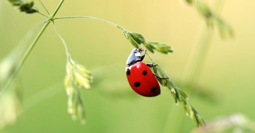 ladybugs adventuregirl.com