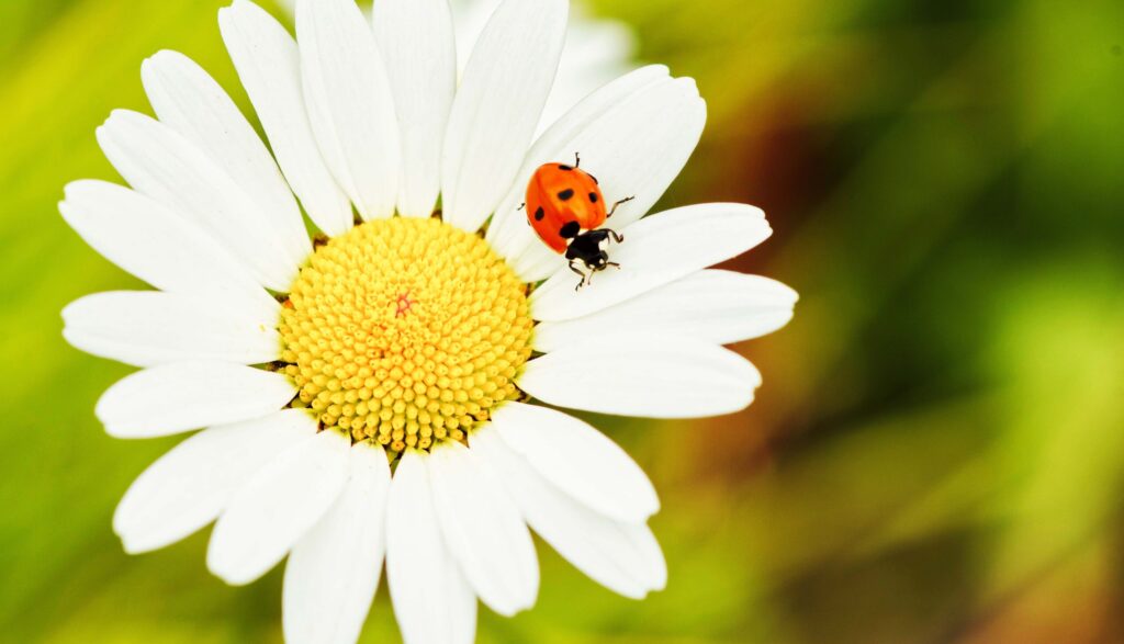 ladybugs facts adventuregirl.com