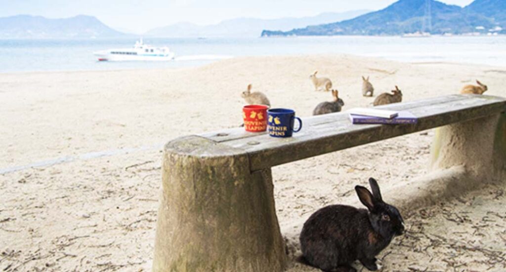 Japan's Islands rabbits adventuregirl.com