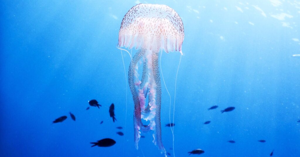 jellyfish safety adventuregirl.com