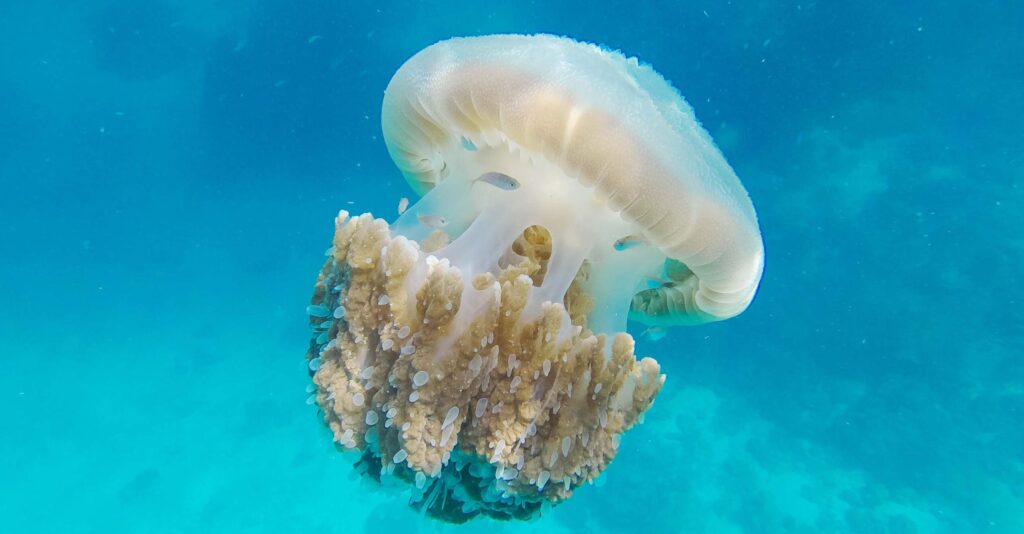 Jellyfish safety tips adventuregirl.com