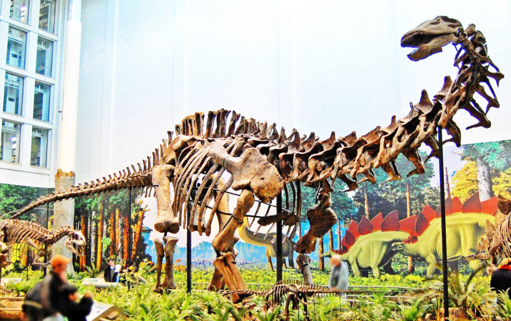 Barosaurus dinosaur museums adventuregirl.com