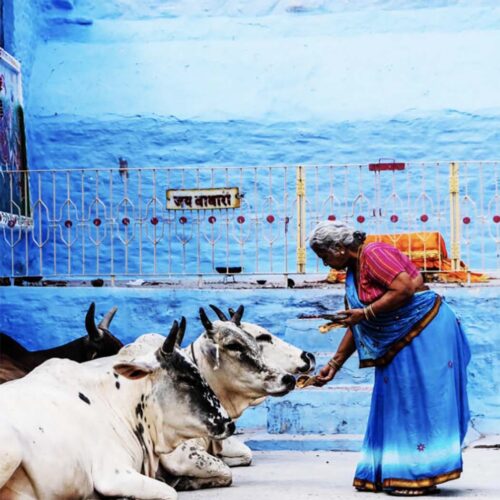 Sacred holy cows of india