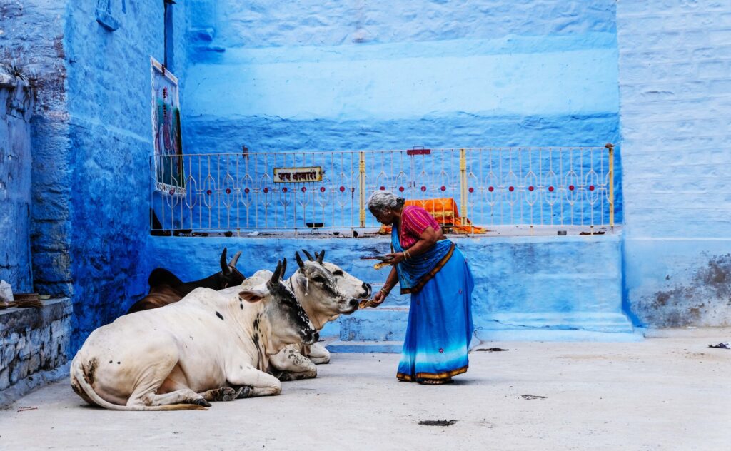 sacred cows of India