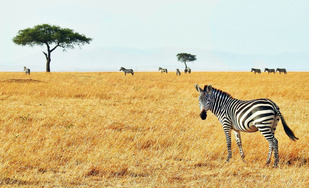 budget-friendly African Safaris