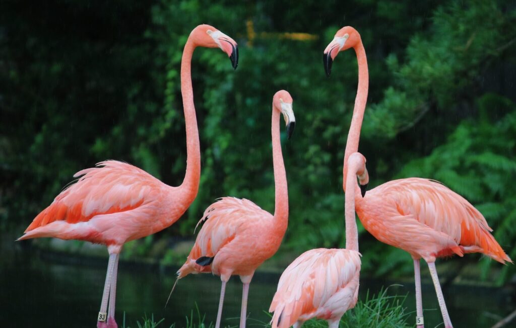flamingos adventuregirl.com