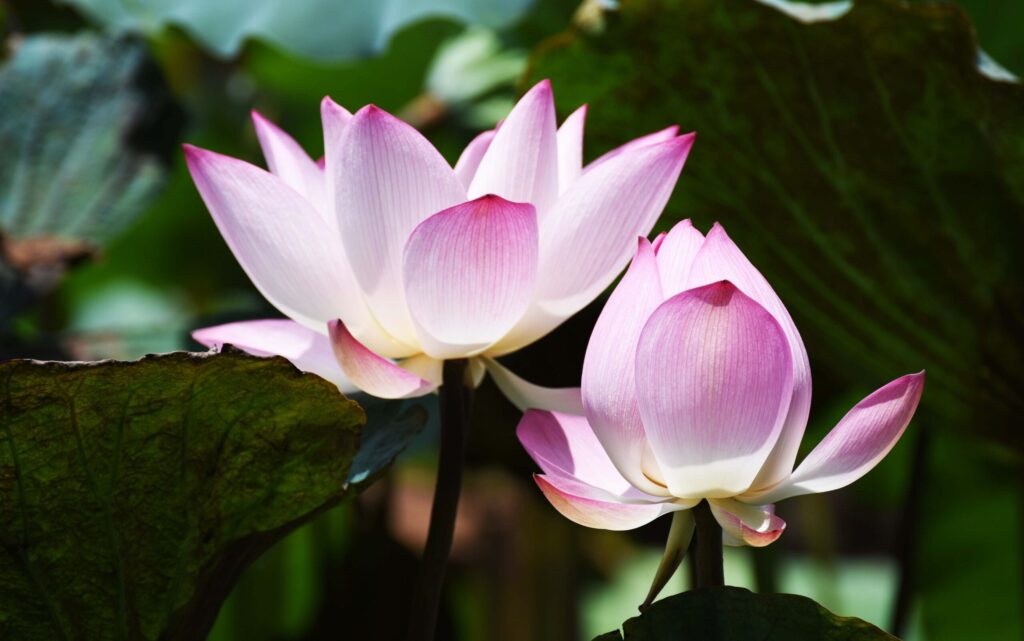 lotus flower adventuregirl.com