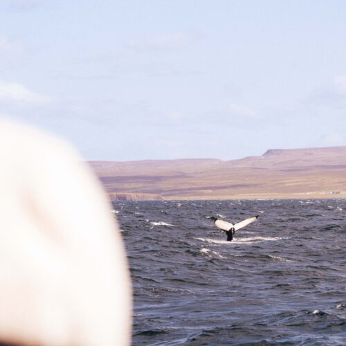 Whale watching adventuregirl.com