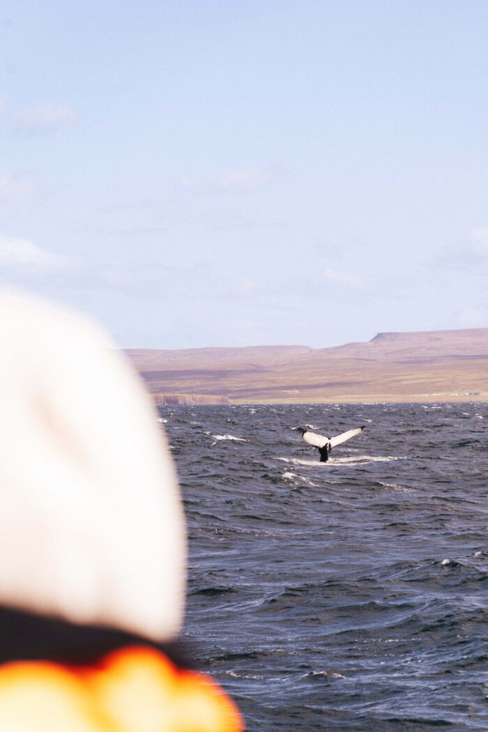 Ultimate Whale Watching Guide: Seasonal Opportunities and Best Locations Worldwide